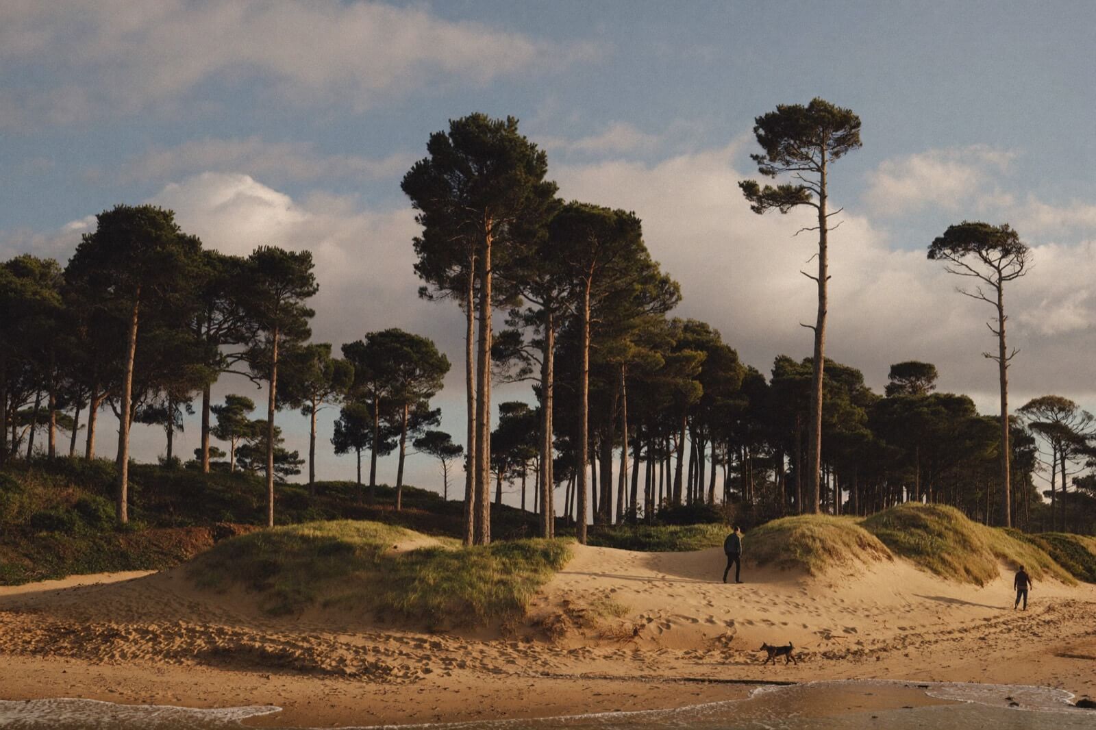 Path through Formby pinewoods leading towards the National Trust beach
